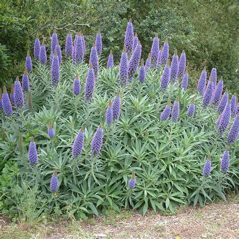 Echium candicans (Pride of Madeira)